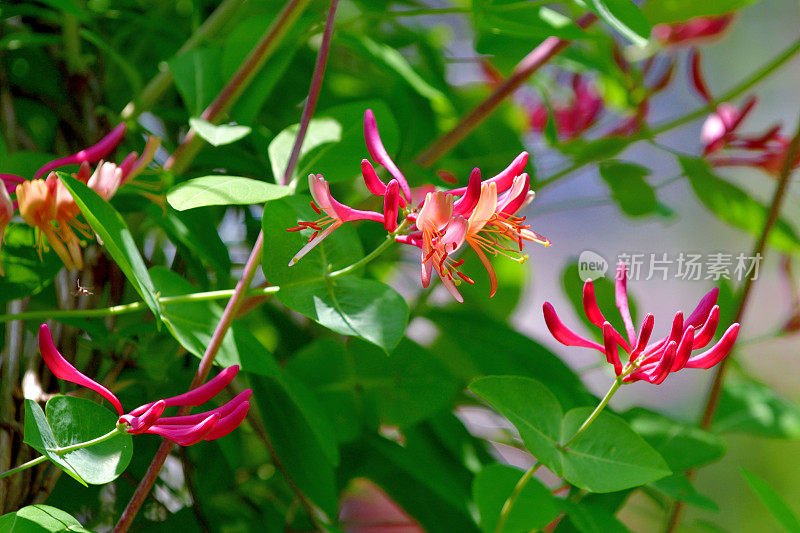 金银花/忍冬花